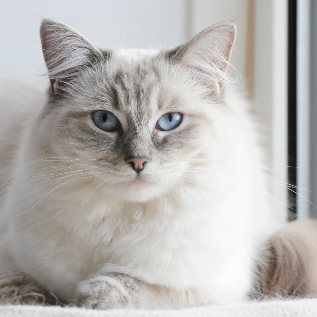 How long Ragdoll Cats Live