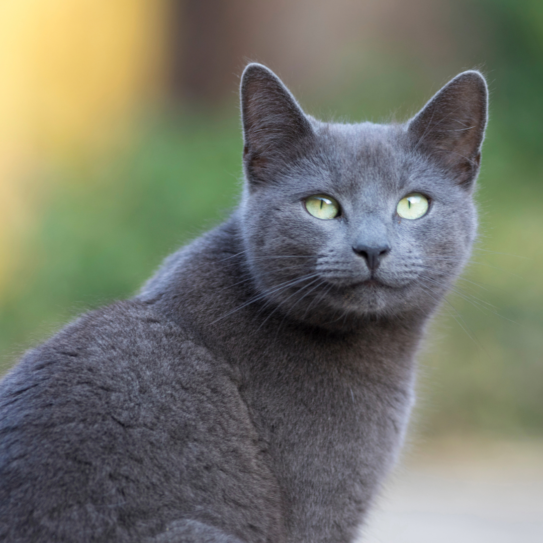How long Russian Blue Cats Live