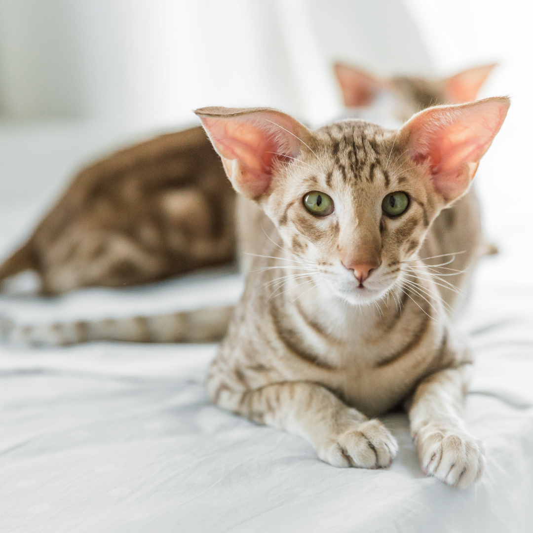 How Long Oriental Shorthairs Live