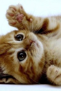 cute cat