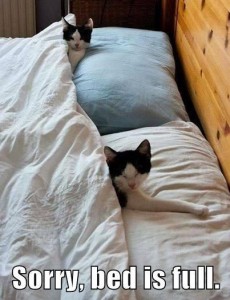 sleeping cats