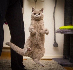 standing and dancing cat