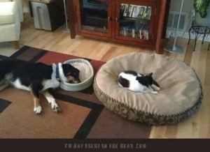 cat on the dog's bed