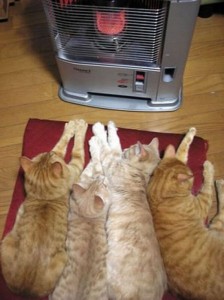 toasting cats