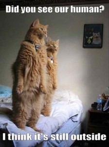 standing cats