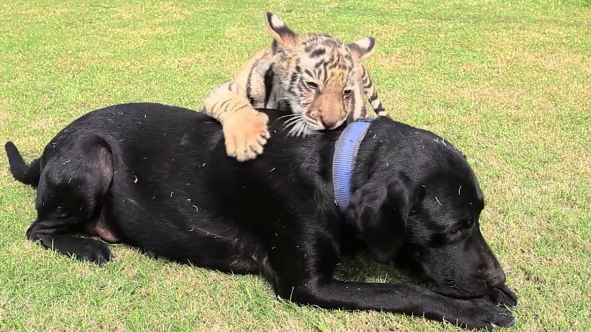 blacklab_tigercub_1200w