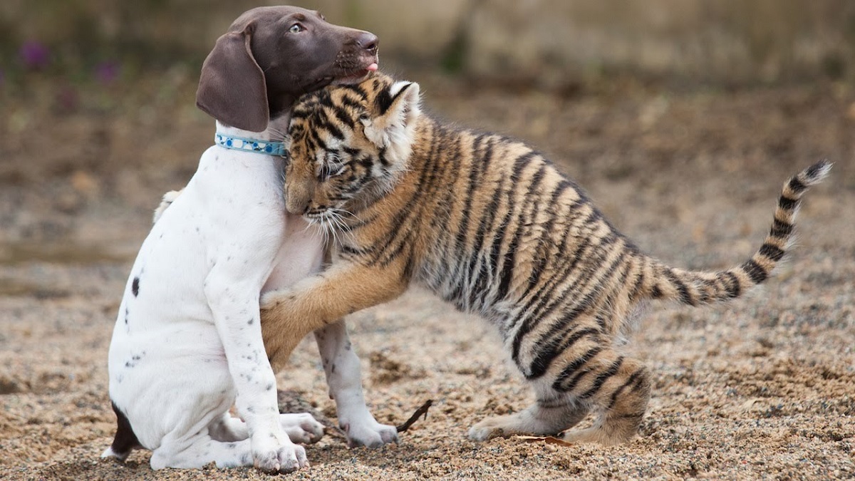 Puppy and Tiger cub