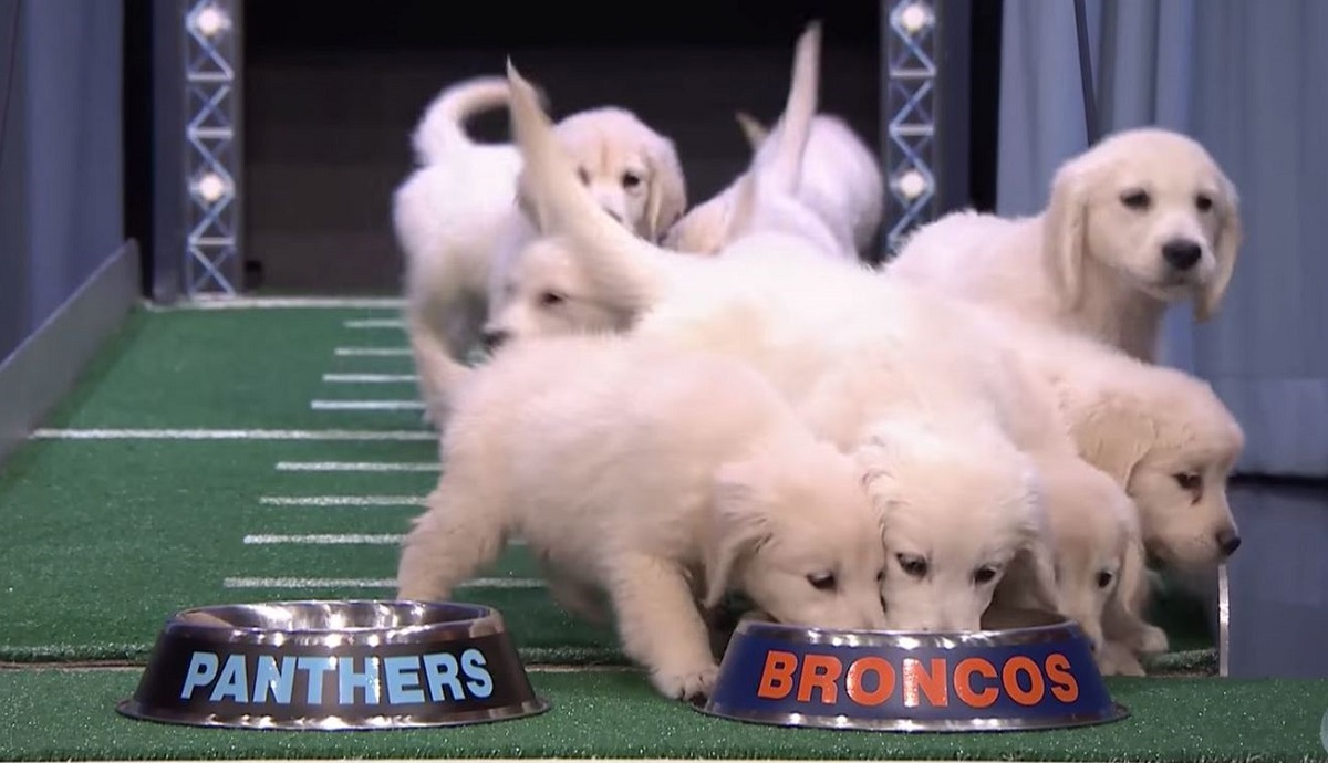 Puppies predict Denver Broncos