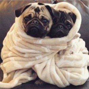 jointhepugs