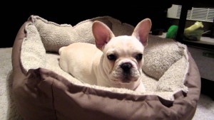 “Ruff” Morning for Barnabe the French Bulldog