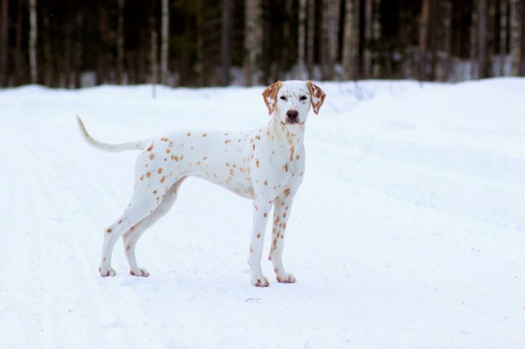 dog-coat-markings-33