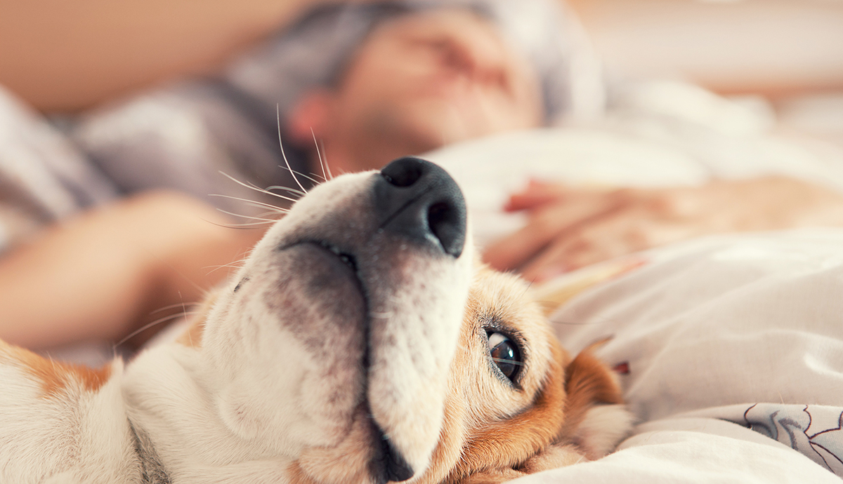 Lazy beagle lying in bed with his sleeping owner