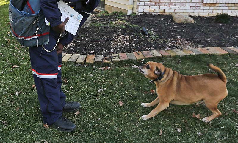 dog-mailman