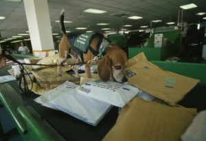 Nose deep in overseas mail, Jacques of the USDA Beagle Brigade in Miami sniffs out meat and other agricultural contraband with an 84 percent accuracy rate eig ht hours a day.