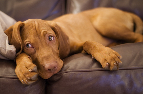 vizsla-pup