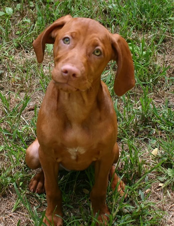 vizsla-vizslapuppiessale-breed