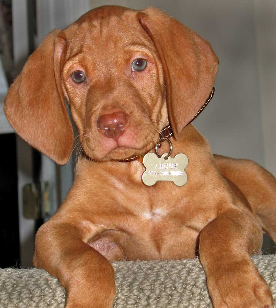 hungarian-magyar-vizsla