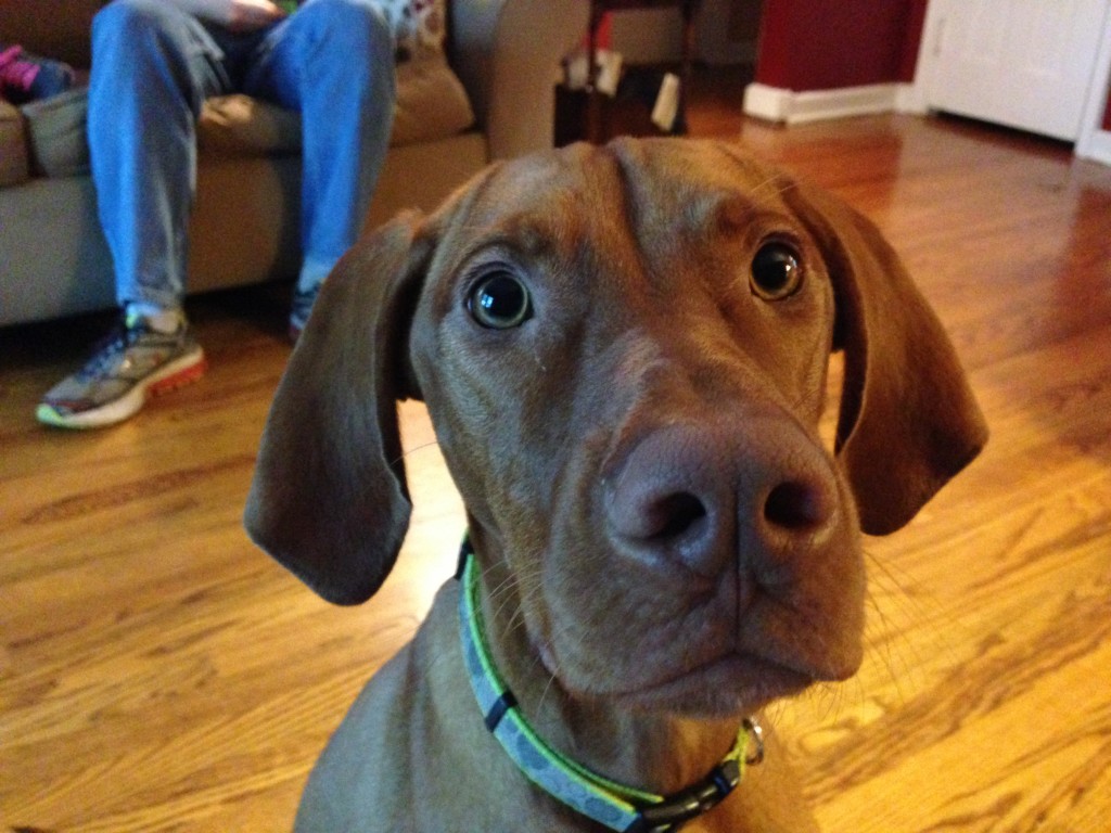 gracie-vizsla