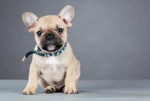 Bat-eared French Bulldog