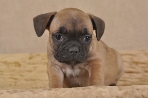 Rose-eared French Bulldog