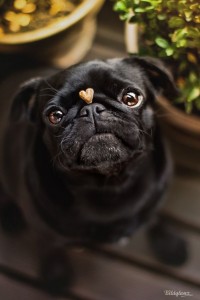 500pxcom pug