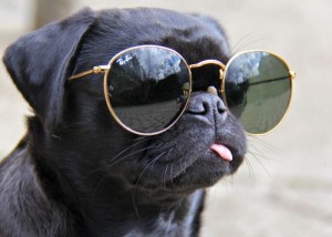 bloglovin pug