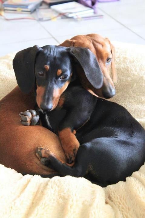 dachshunds