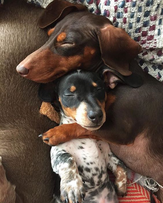 dachshunds