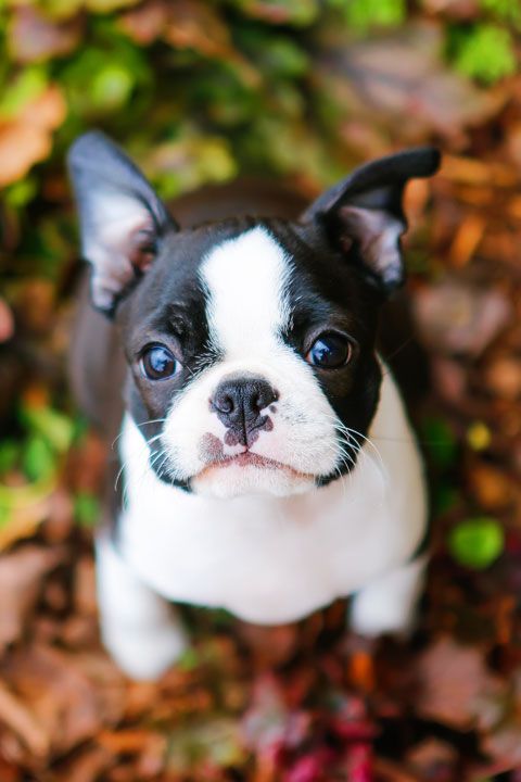 boston terrier