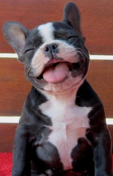 boston terrier