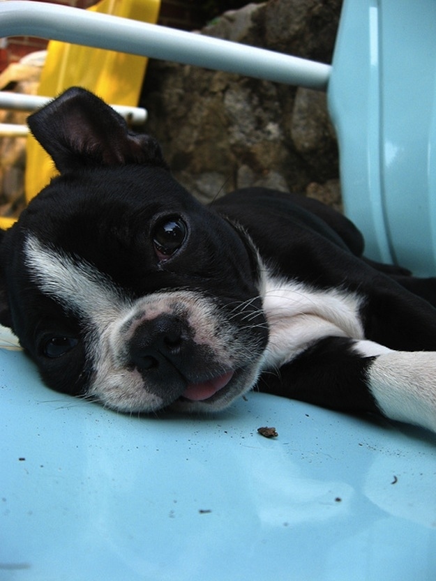 boston terrier