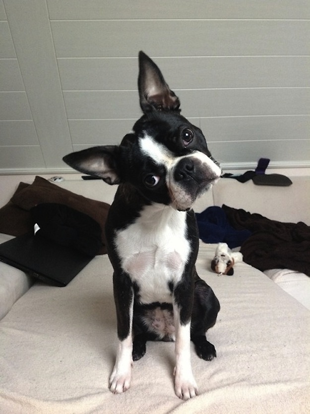 boston terrier