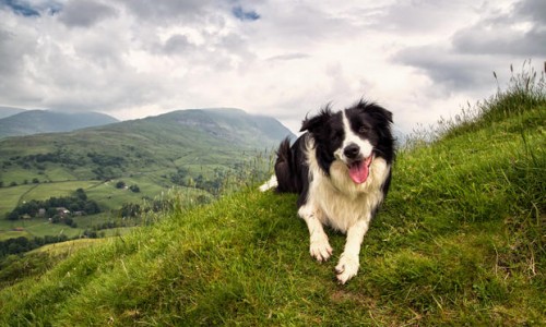 border collies