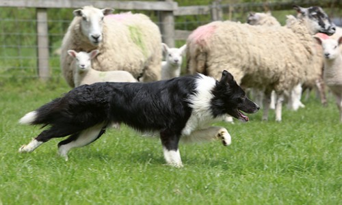 border collies