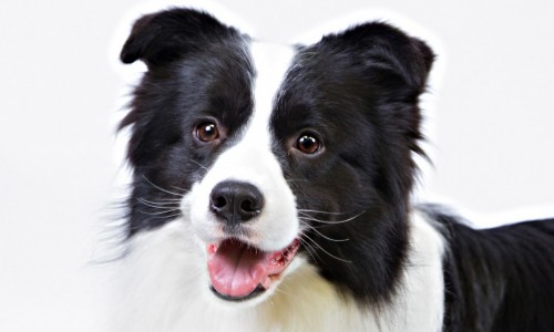 border collies