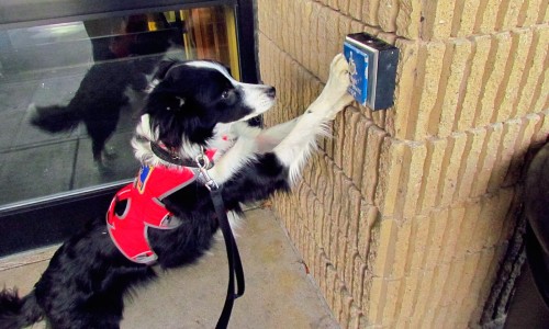 border collies