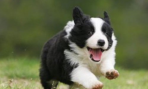 border collies