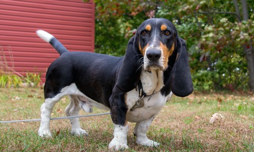 Basset Hound