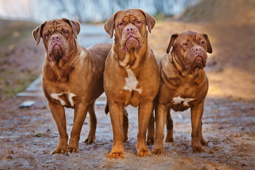 Dougue de Bordeaux