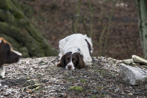 French Spaniel