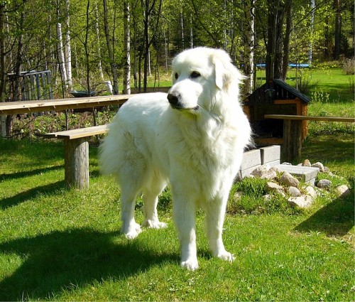 pyrenean-mountain-dog-518259_640-500x425