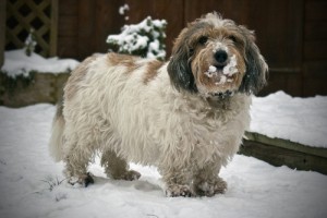 French Dog Breeds