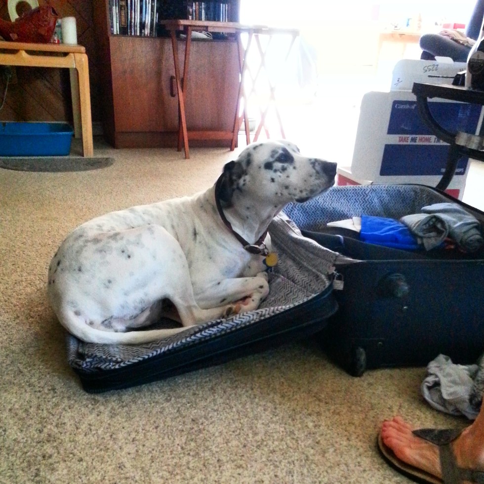 Dog suitcase4