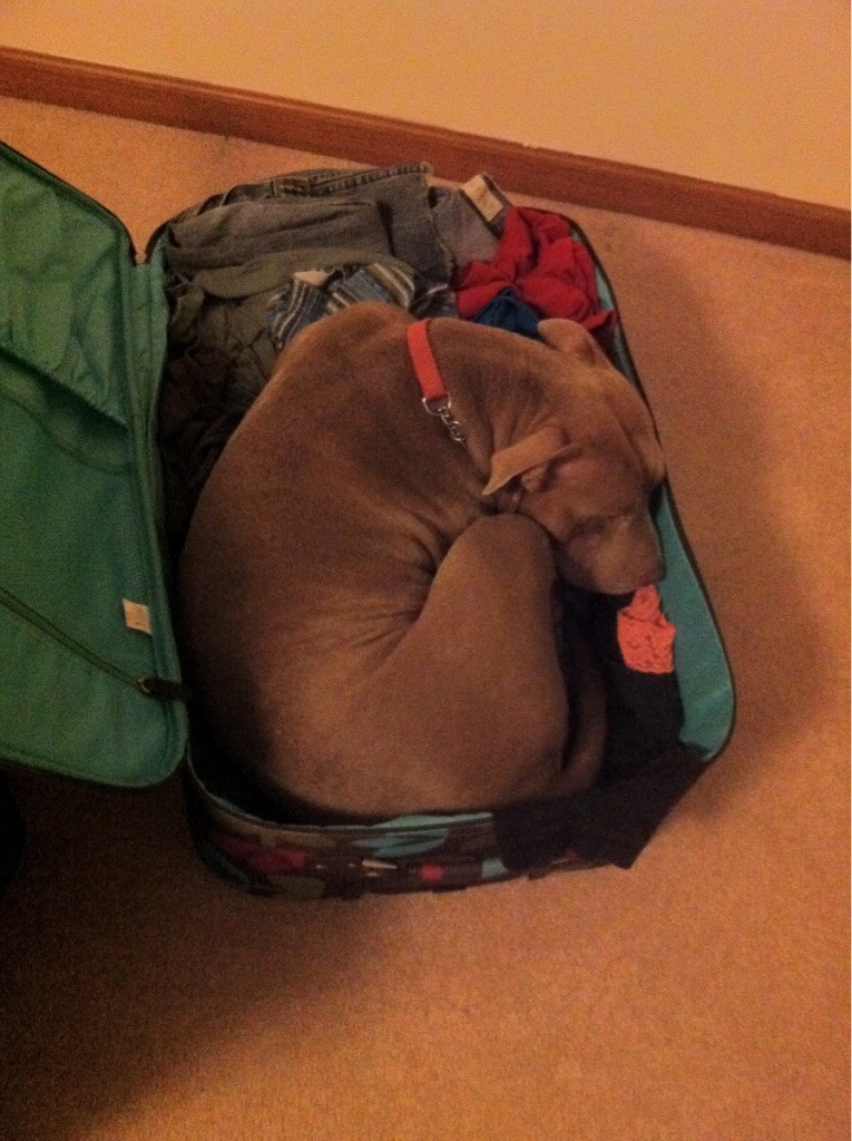 Dog suitcase3