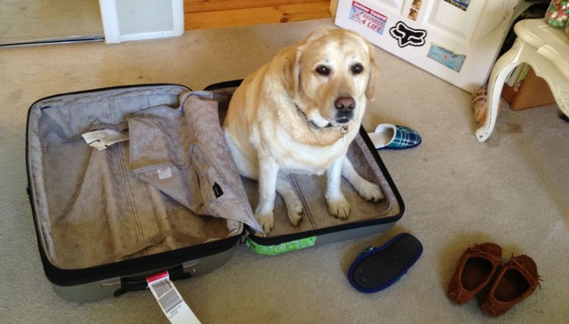 Dog Suitcase1