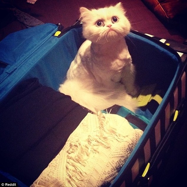 Cat sad face_emotional baggage