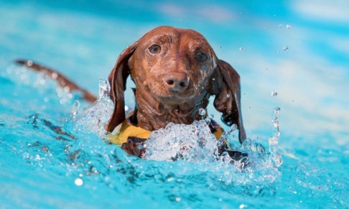 dachshund-swimming-rgb-700x382