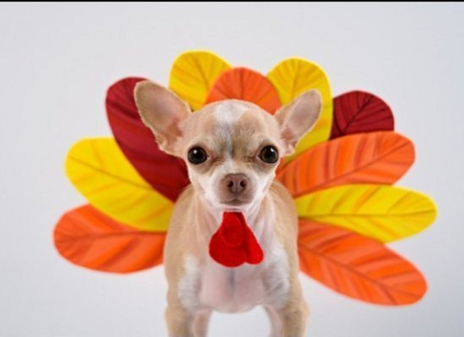Image result for dog dressed as turkey
