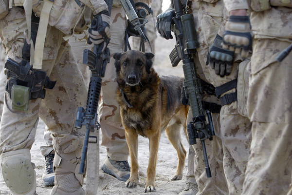 military-dog-1