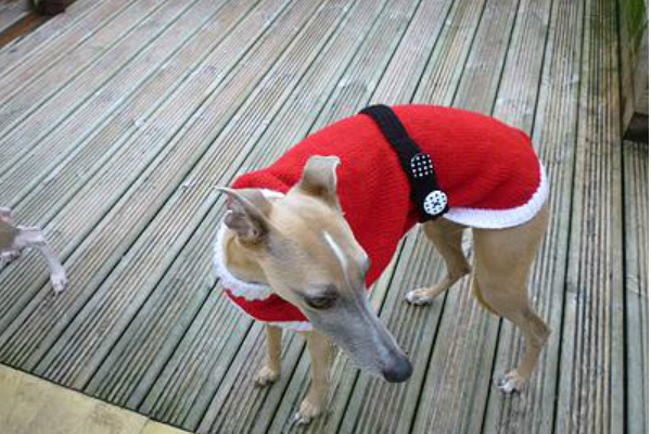 christmas-coat-greyhound